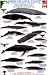 Book North Atlantic Coast: Marine Mammals and Sea Turtles North Carolina, USA to Newfoundland, Canada