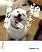 白柴“とうふ”の厚揚げ劇場