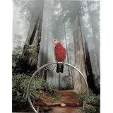 Avian Backgrounds - Misty Woods