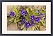 Framed Prints of Karoo violet from Ardea Wildlife Pets