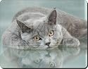 BRITISH BLUE CAT Birthday Gifts Mouse Mat