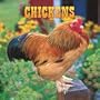 Chickens 2009 Square Wall Calendar