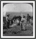 Historic Print (M): Fancy roping at a cowboys' camp Oklahoma