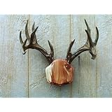 The Taxidermists Woodshop Cedar "The Deer Stand" Antler Mount