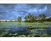 Photographic Prints of JPF-13886 Yellow Water, Paperbark swamp with Water lilies (Nelumbo nucifera) from Ardea Wildlife Pets