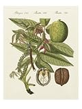 IMAGE OF Walnut Stretched Canvas Poster Print by Bertuch 0, 24x32