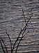 Tree Branches Silhouetted Against Lake Victoria, Kisumu, Kenya Photographic Poster Print, 12x16