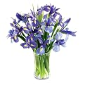 15-Stem Iris Bouquet with Vase
