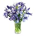 15-Stem Iris Bouquet with Vase
