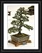 Framed Print of BONSAI TREE JAPANESE BLACK PINE PINUS THUNBERGII INFORMAL UPRIGHT STYLE from Garden World Images