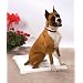 Dog Housebreaking & Training Pad Holder
