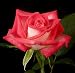 DoubleTake Rose Bush-Almost Thornless/Disease Resistant