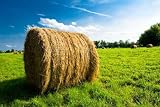 Balot in a Field of Hay - 72"W x 48"H - Peel and Stick Wall Decal by Wallmonkeys Balot in a Field of Hay - 72"W x 48"H - Peel and Stick Wall Decal by Wallmonkeys