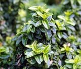 Amazon / Hirts: Bonsai: Rokujo Japanese Euonymus Pre Bonsai - Indoor or Outdoor - 4 Pot