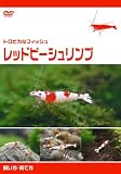 ��åɥӡ�������� ������������� [DVD]