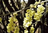 Eigenschaften tropical.garden  / Winterhasel, chinesisch - Corylopsis sinensis 10K