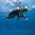 STEVE BLOOM'S WILDLIFE 2010 Wall Calendar