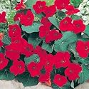 Nasturtium - Empress of India - 10 Seeds