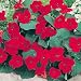 Nasturtium - Empress of India - 10 Seeds