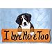 Bernese Mountain Dog I Live Here Too Maple Finish Sign