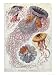 Jellyfish, from Kunstformen Der Natur, 1874 Art Giclee Poster Print by Ernst Haeckel, 18x24