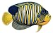 Walls of the Wild Regal Angelfish