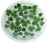 Peggy Karr Shamrocks 11-Inch Handmade Art Glass Plate