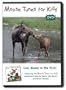 Moose Tunes for Kids:  Live Moose in the Wild!