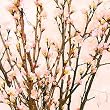 ロイヤルガストロ 山形県産・啓翁桜・12月27~30日お届け
