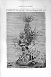 Natural History1896 Sea Cucumbers Brittle Star Starfish 51jdJxU21XL. SL160 Natural History1896 Sea Cucumbers Brittle Star Starfish
