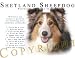 image 10 - Shetland Sheepdog SABLE Human Trainer Mouse Pad Dog