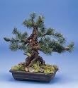 Artificial Bonsai Long Pine - 45cm - (complete)