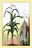 Canvas Print, Sweet Corn - 12x18