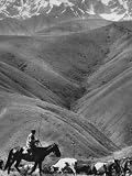Cowboy Driving Dispirited Cows to Mountain Pastures Photographic Poster Print by Stan Wayman, 24x32