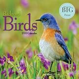 Backyard Birds - 2010 Big Print Wall Calendar