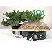 Juniper Starter Kit - 8 Inch Bonsai Pot Juniper Starter Kit - 8 Inch Bonsai Pot