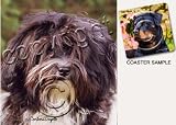 Havanese Dog Drink Coasters - Black & White