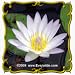 American Lotus (Nelumbo lutea) Jumbo Wildflower Seed Packet - 4 Seeds