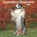 Australian Shepherds 2009 Wall Calendar 12 X 12