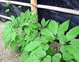 Korean Chinese Red Ginseng 35 Seeds -Panax ginseng