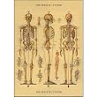 Decorative Wrap 20x28 Skeleton