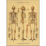 Decorative Wrap 20x28 Skeleton