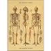 Decorative Wrap 20x28 Skeleton