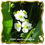 Common Arrowhead (Sagittaria latifolia) Jumbo Wildflower Seed Packet - 1500 Seeds
