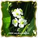 1 Oz Common Arrowhead (Sagittaria latifolia) Bulk Wildflower Seeds