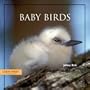 Baby Birds (Look West)