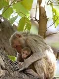 Rhesus Macaque Monkey (Macaca Mulatta), Bandhavgarh National Park, Madhya Pradesh State, India Photographic Poster Print by Thorsten Milse, 24x32