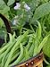 Dwarf Beans, 'Pongo' Harvested Crop in Rustic Trug with Plant and Flowers in Back, Norfolk, UK Photographic Poster Print by Gary Smith, 18x24