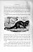 Natural History 1894 Tayra Galictic Barbara Animal