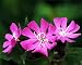 Moss Campion Silene 25 Plants